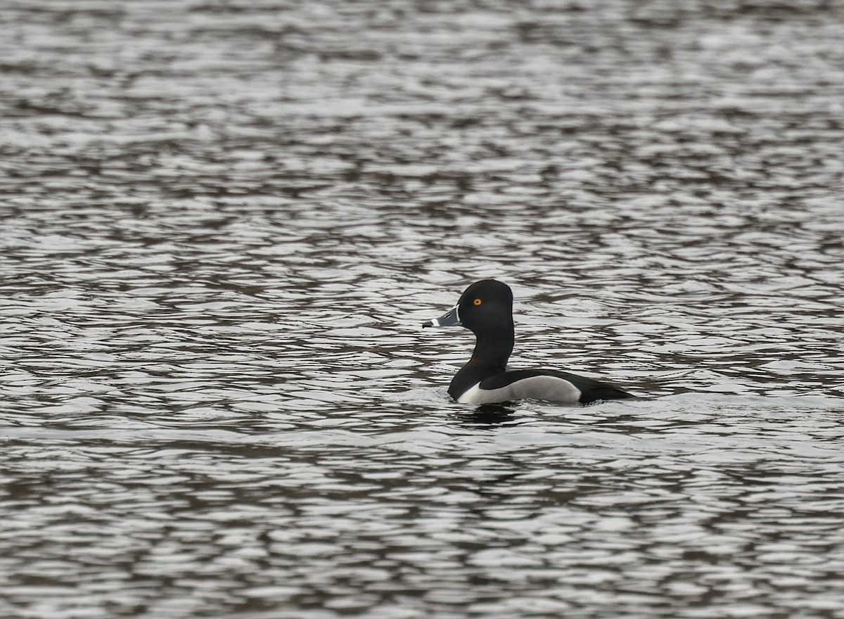 環頸潛鴨 - ML615217793