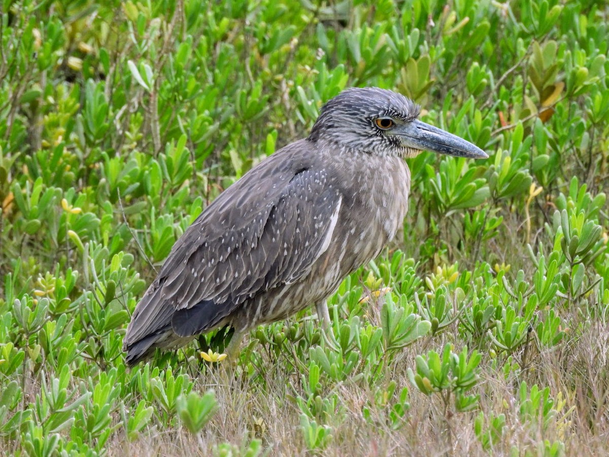 Yellow-crowned Night Heron - ML615217794