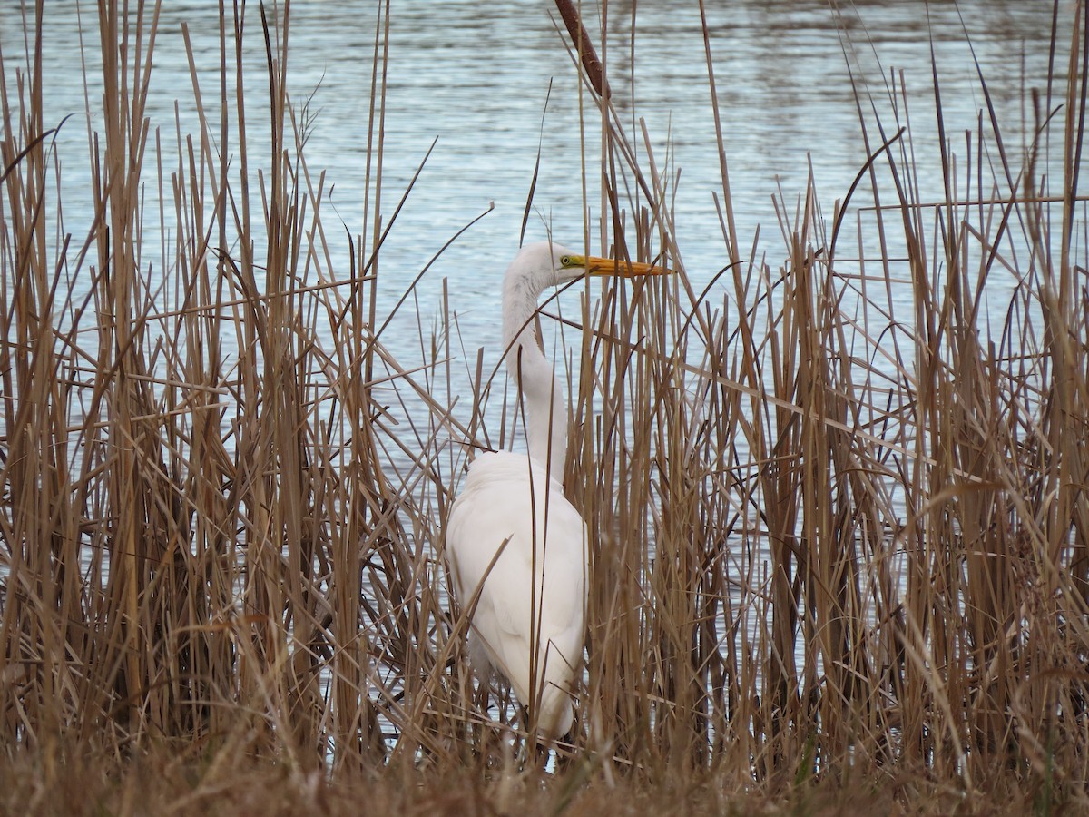 Большая белая цапля - ML615217813