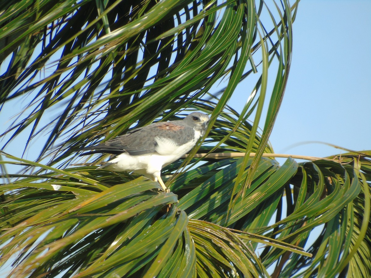 White-tailed Hawk - Yanira Cifuentes Sarmiento