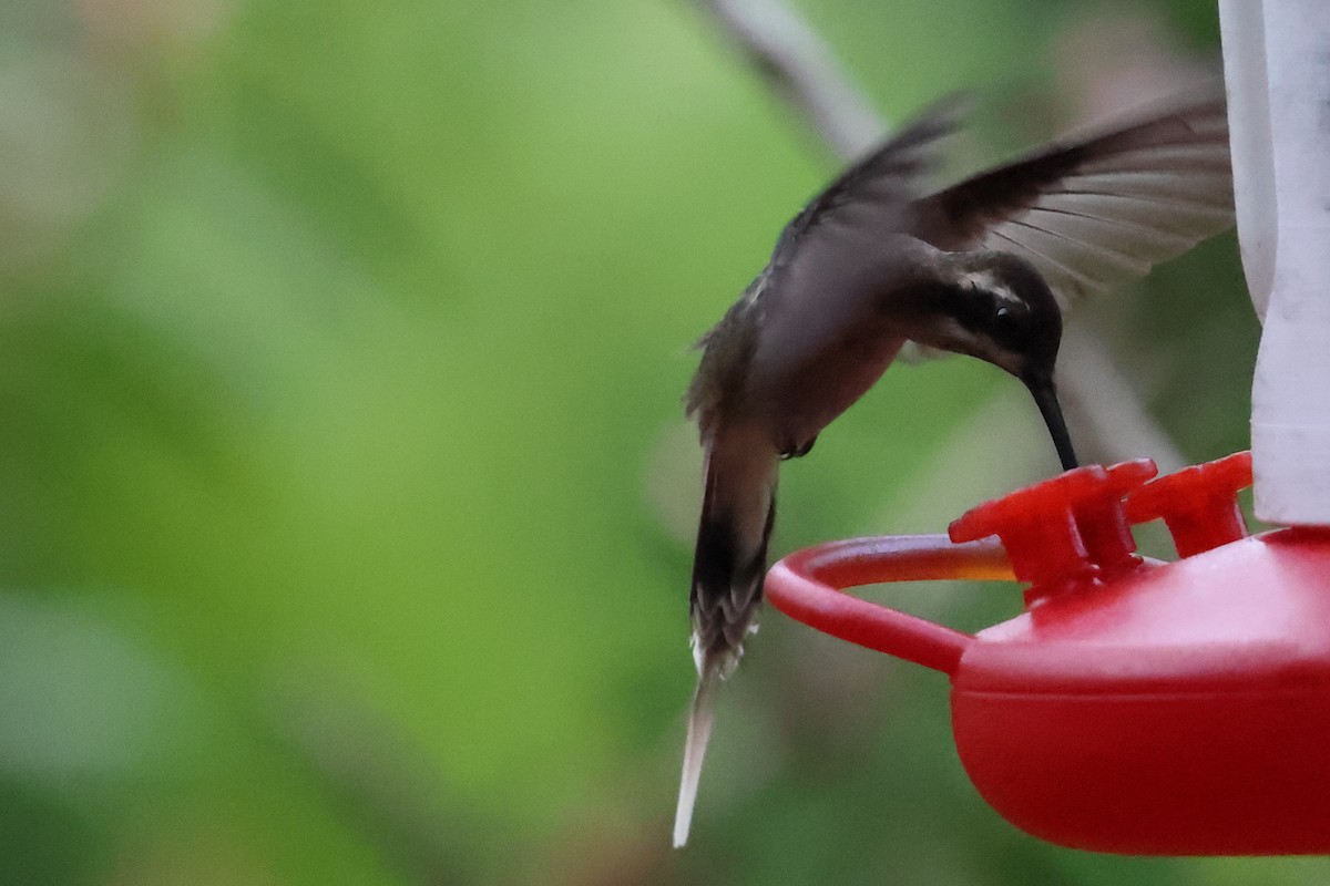 kolibřík světlebřichý - ML615217828