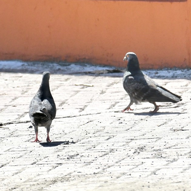 Rock Pigeon (Feral Pigeon) - ML615217833