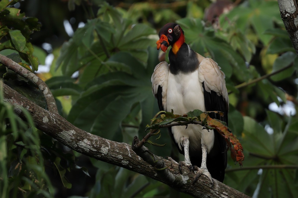 King Vulture - ML615217918