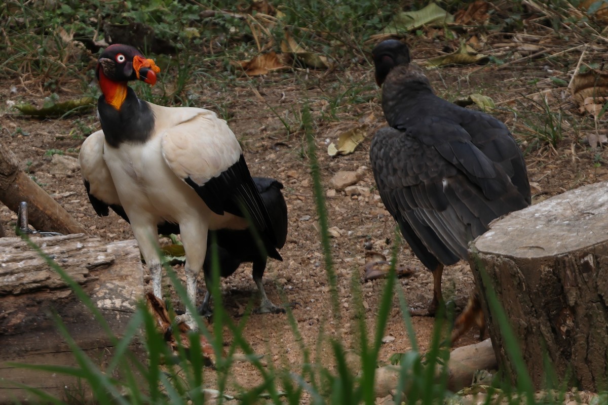 King Vulture - ML615217922