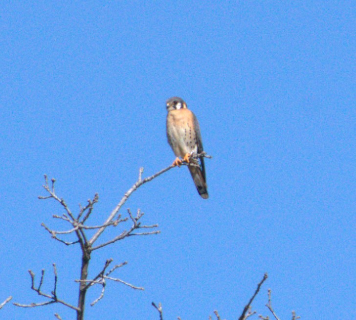 American Kestrel - rachel webster