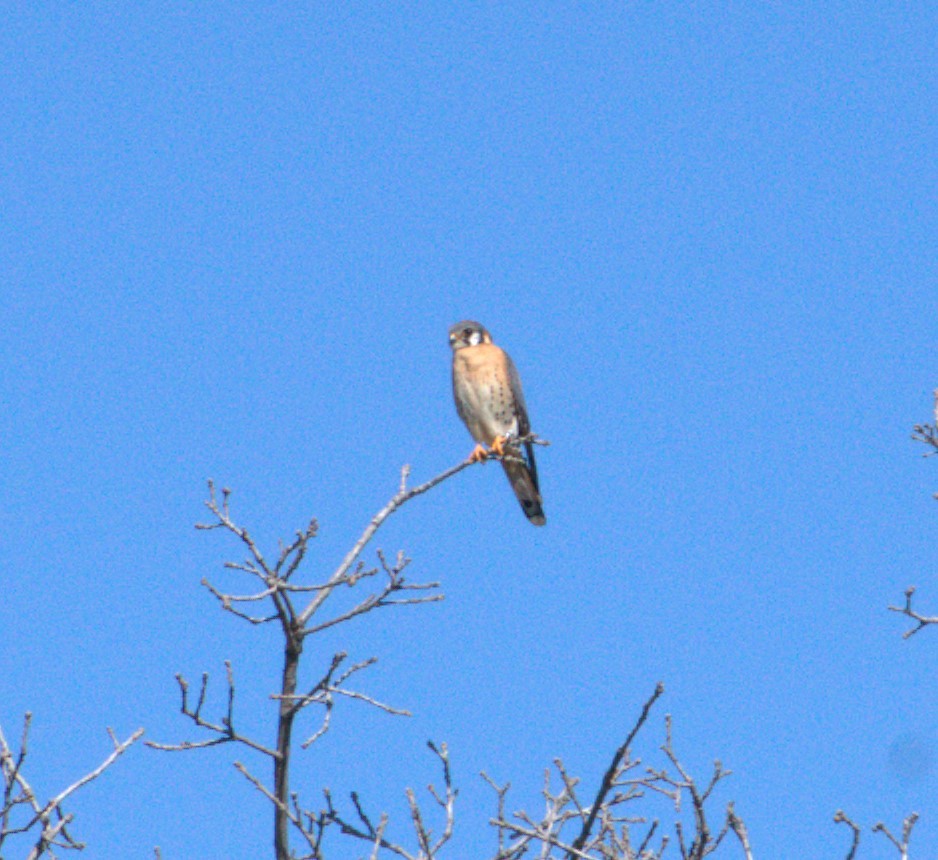 American Kestrel - ML615217937