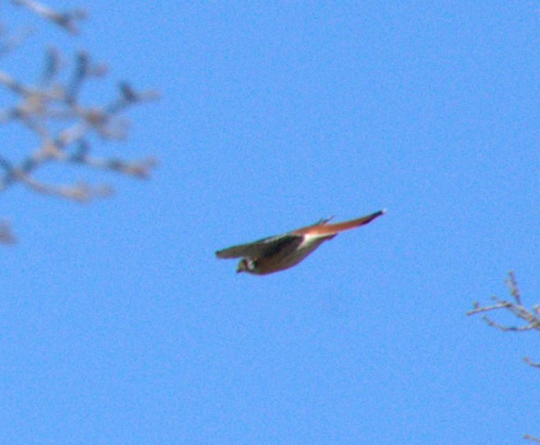 American Kestrel - rachel webster