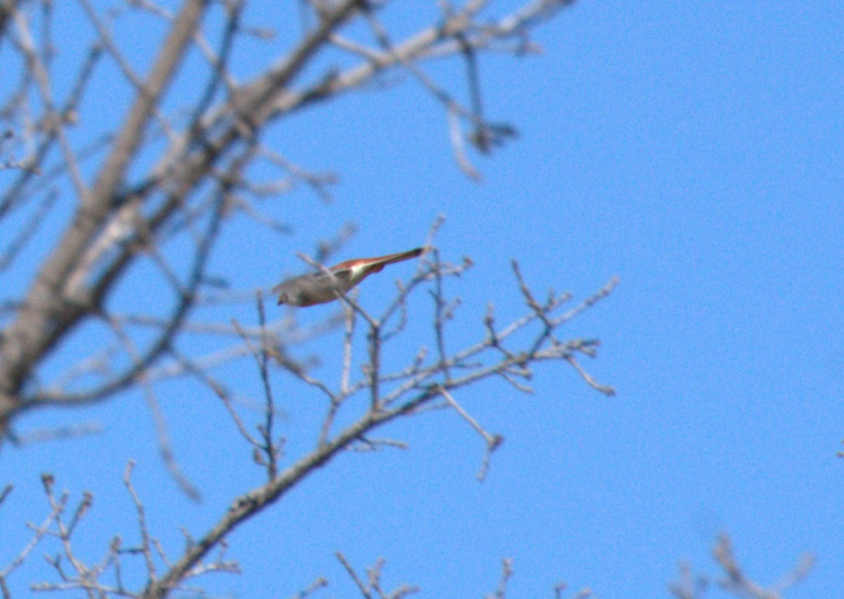 American Kestrel - ML615217939