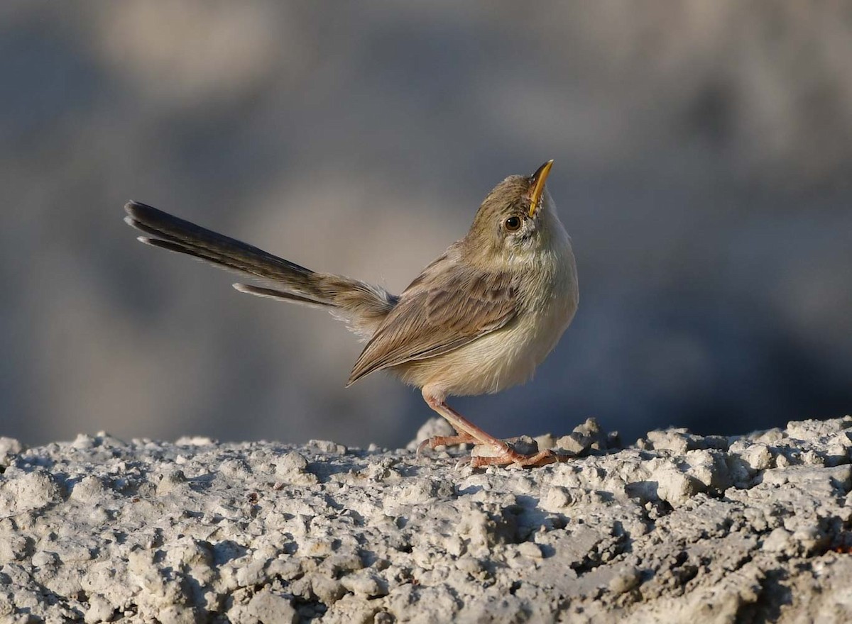 Graceful Prinia - Özgür Ekincioğlu