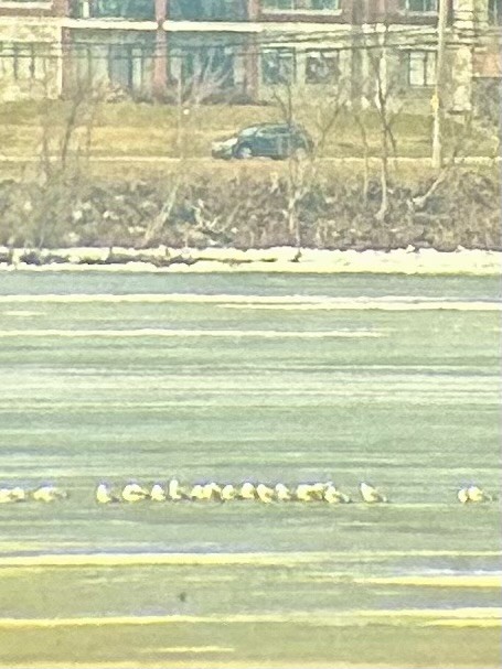 Ring-billed Gull - ML615217992