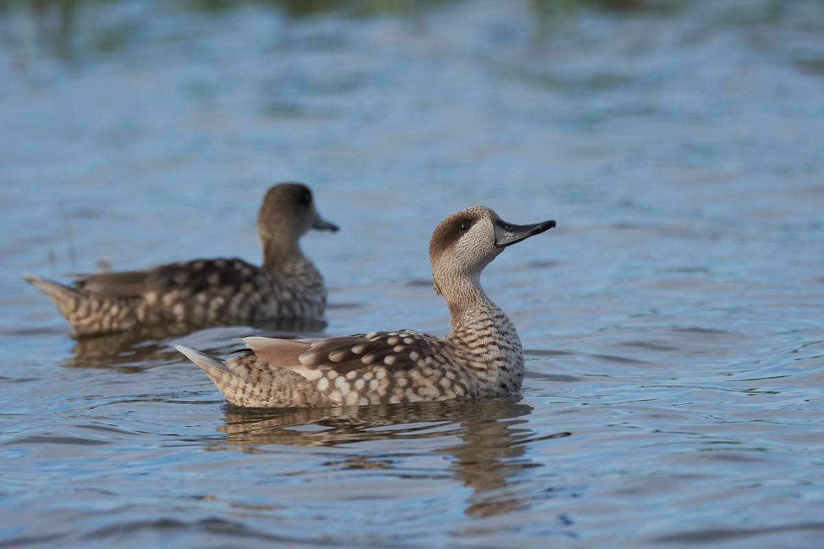 Marbled Duck - Santiago Caballero Carrera