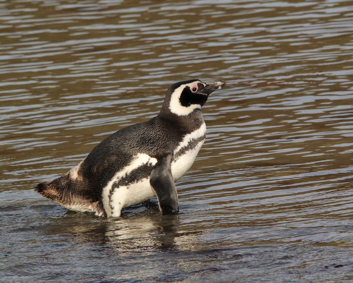 Magellanic Penguin - ML615218086