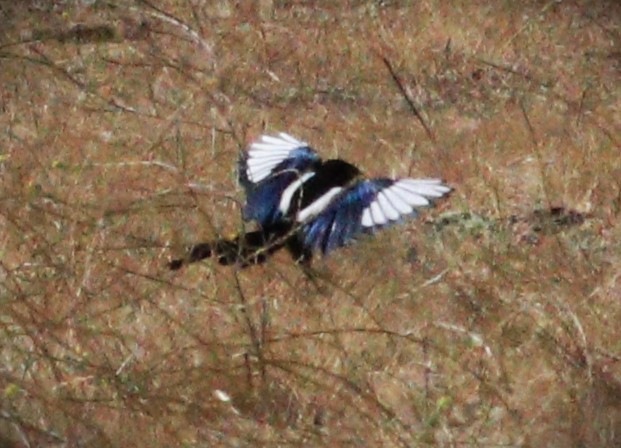 Yellow-billed Magpie - ML615218090