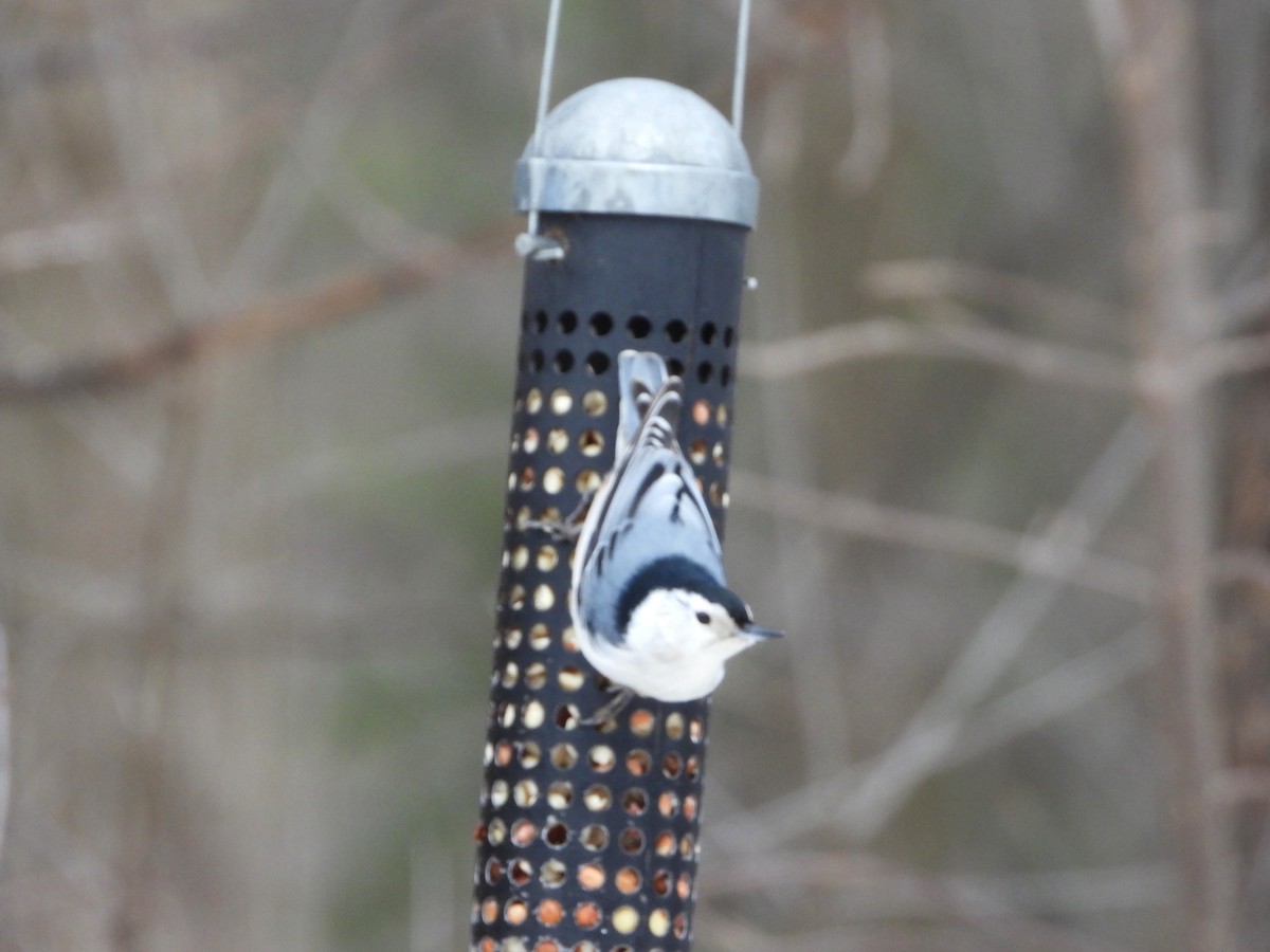 White-breasted Nuthatch - ML615218150