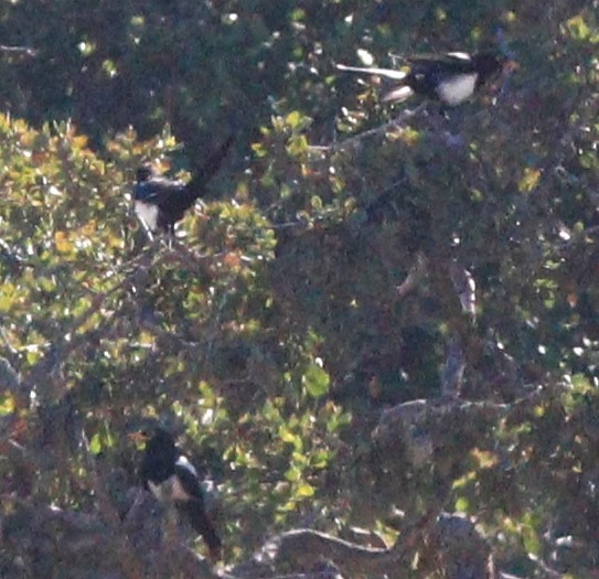 Yellow-billed Magpie - ML615218188