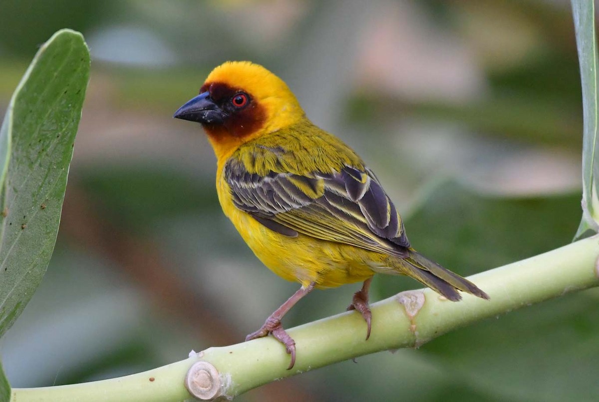 Rüppell's Weaver - ML615218190