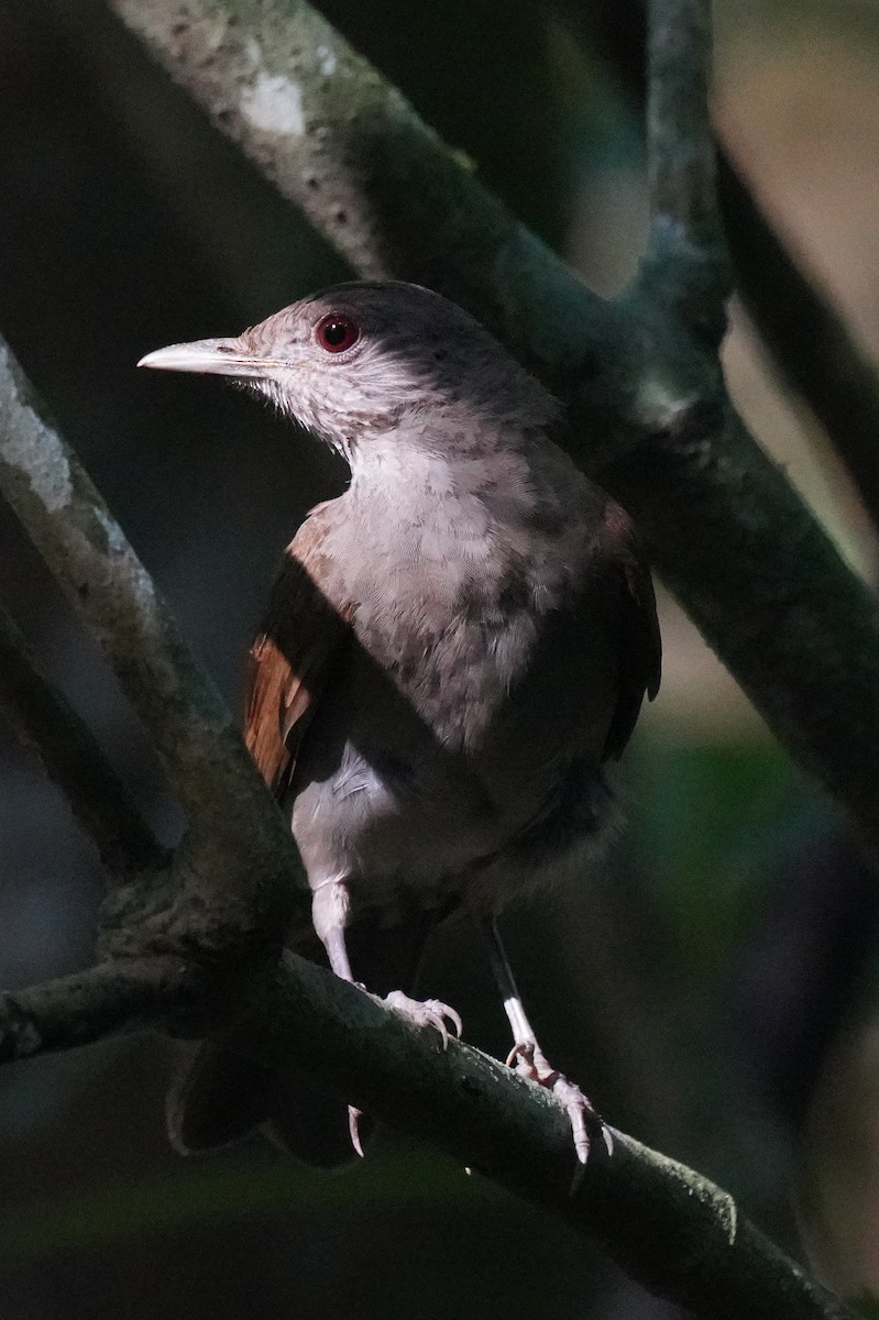 Pale-breasted Thrush - ML615218283