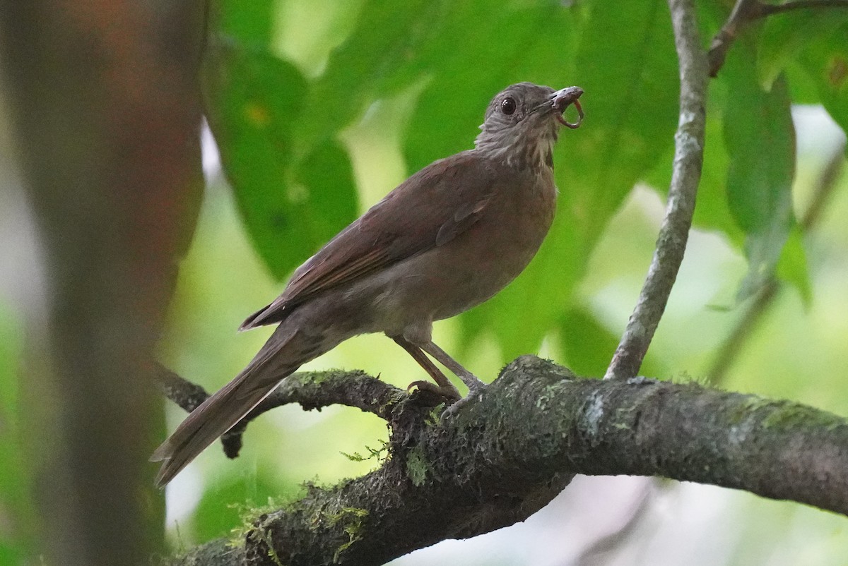 Pale-breasted Thrush - Cameron Eckert