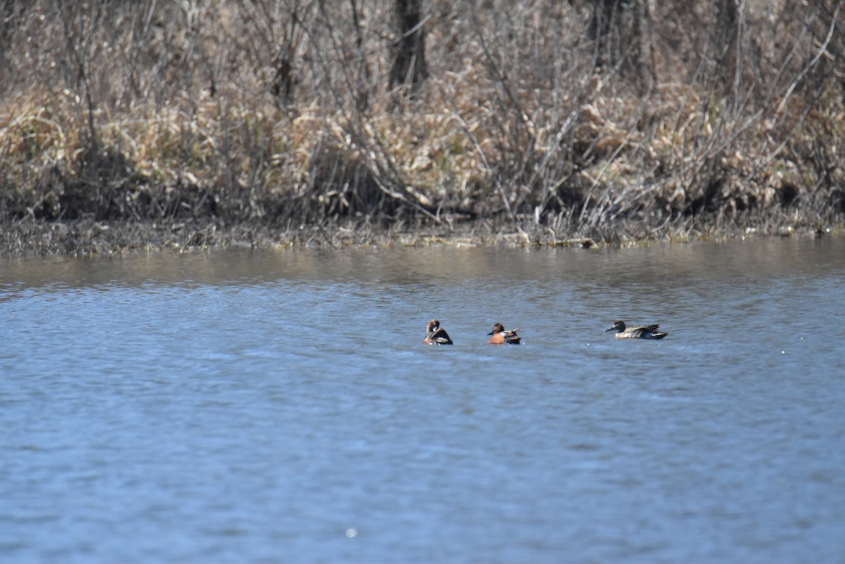 Cinnamon Teal - Josh Smith