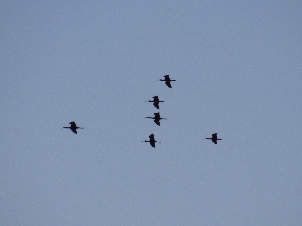 White-faced Ibis - ML615218374