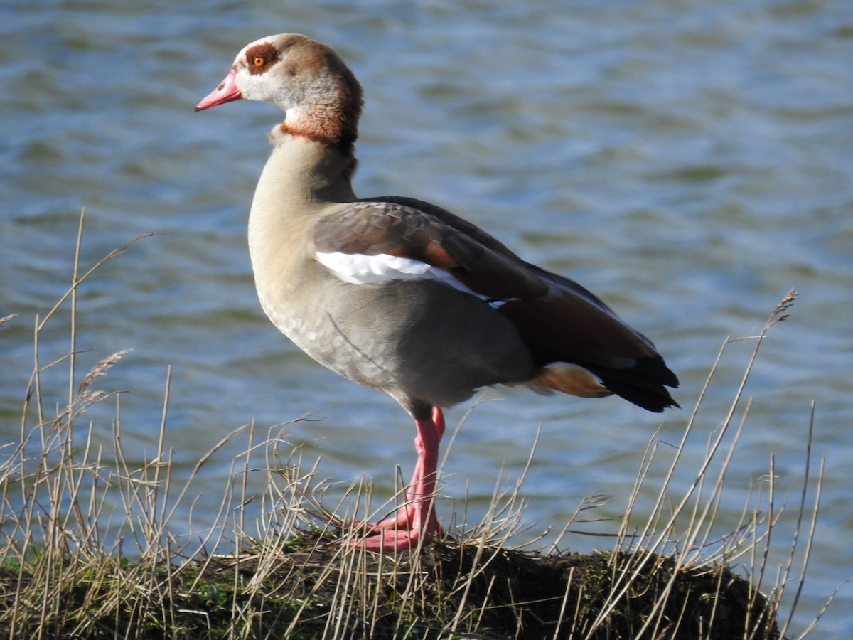 Egyptian Goose - ML615218382