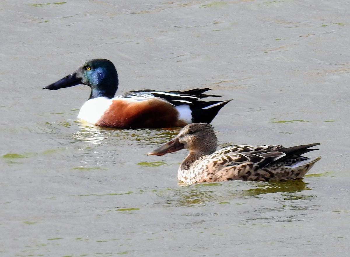 Northern Shoveler - ML615218397