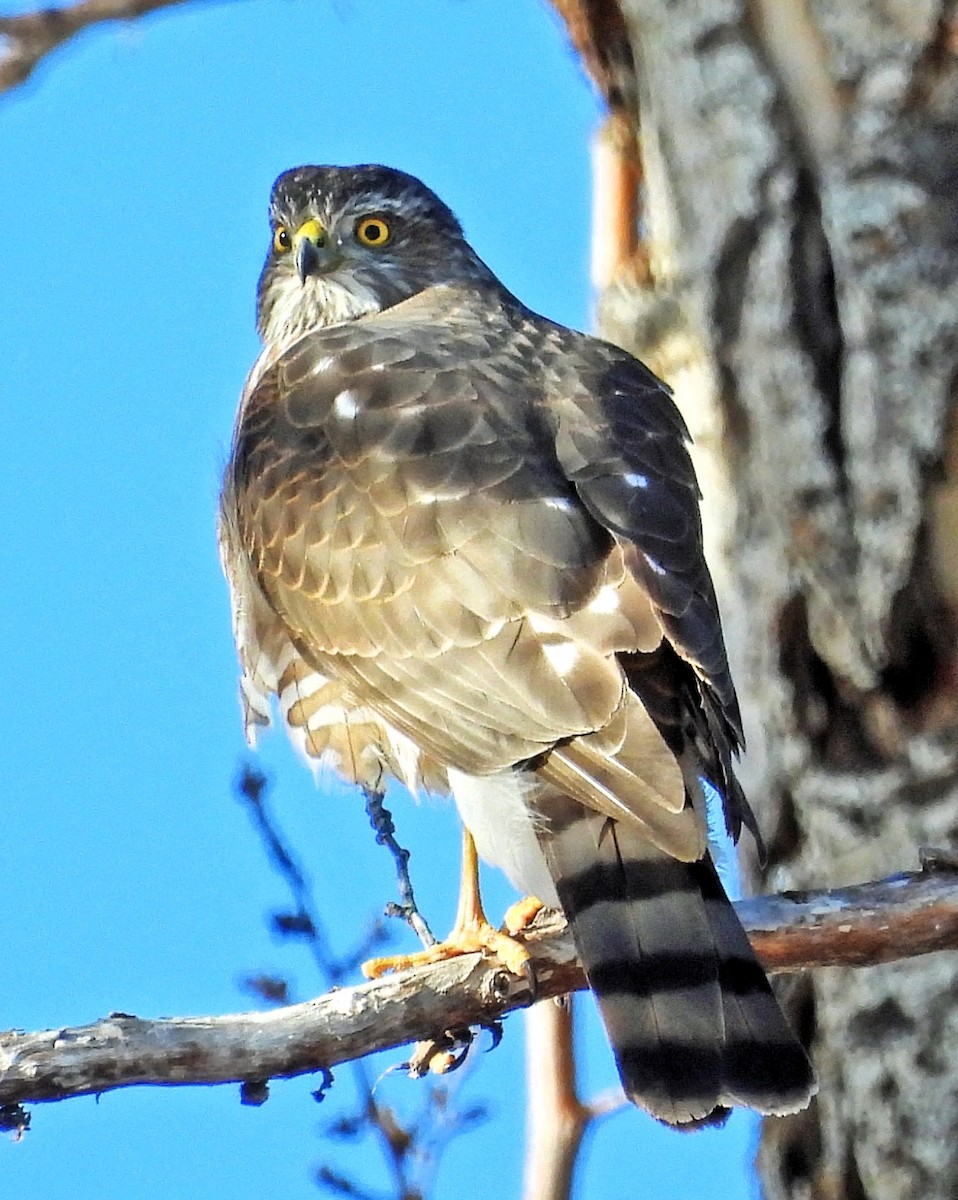 Sharp-shinned Hawk - ML615218402