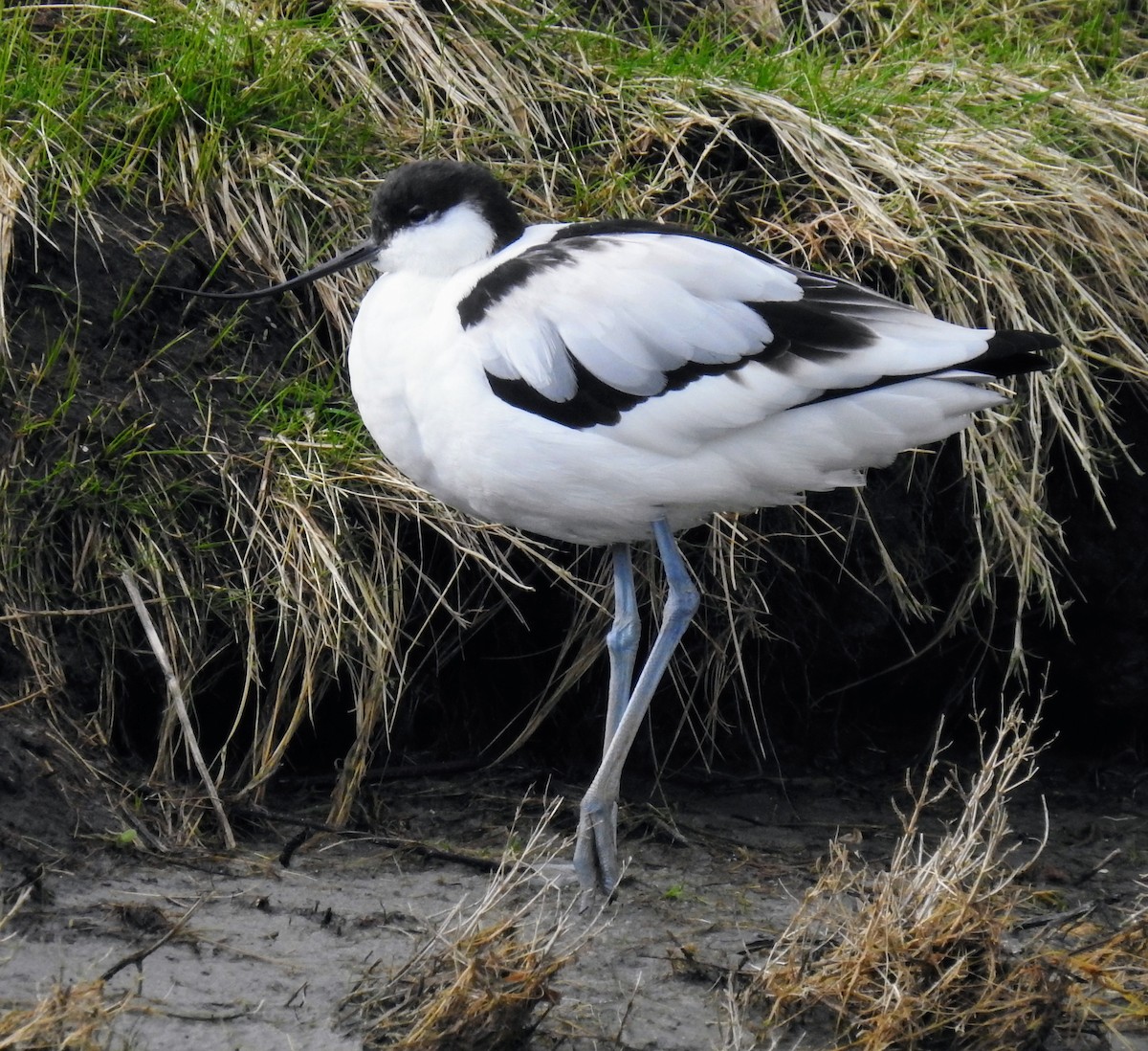 Avocette élégante - ML615218424