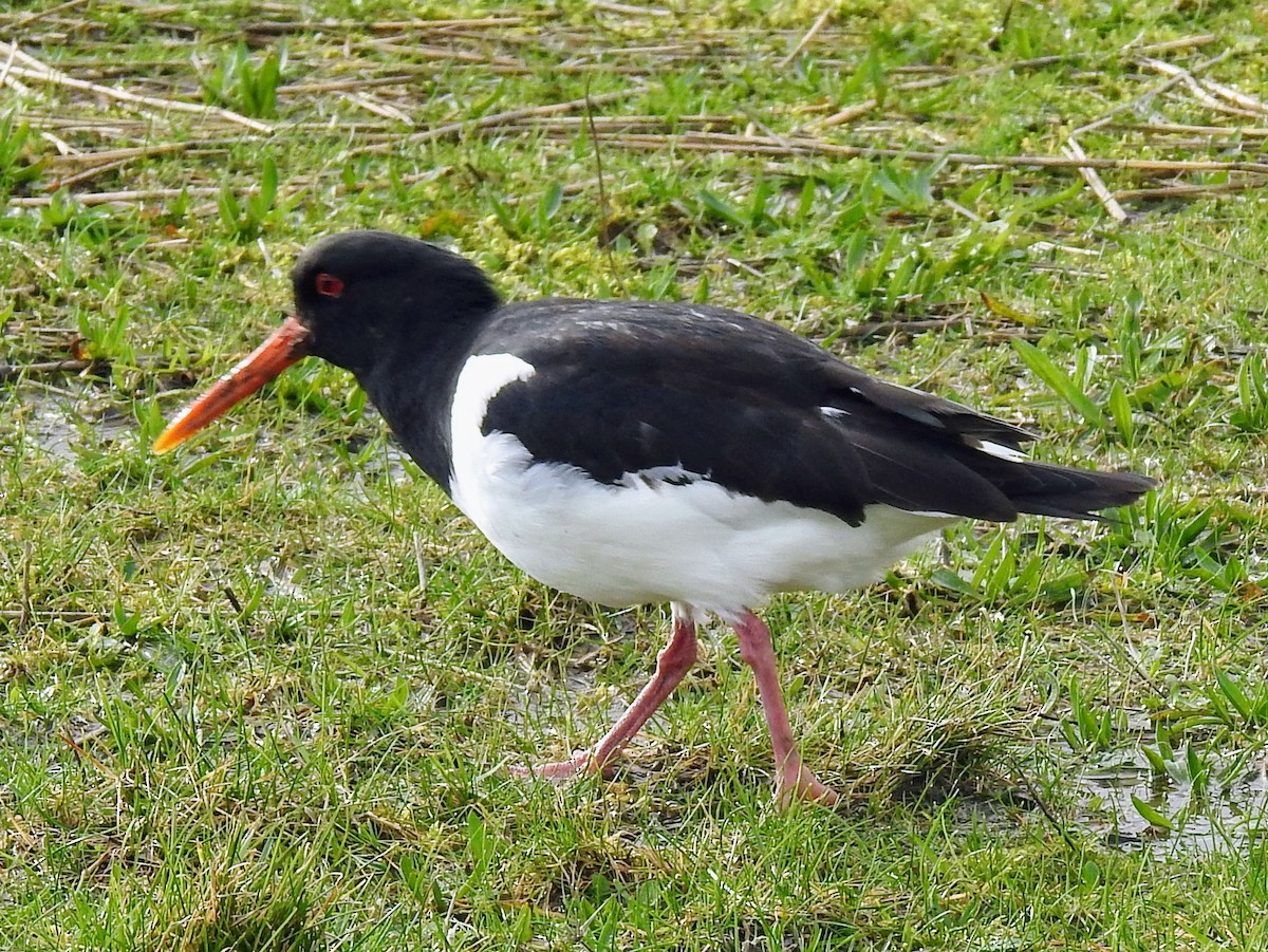 Eurasian Oystercatcher - ML615218443