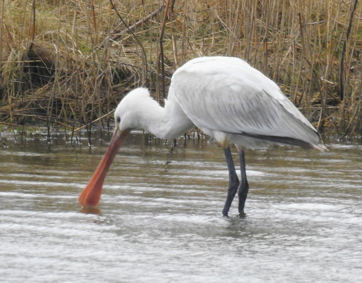 Eurasian Spoonbill - ML615218447