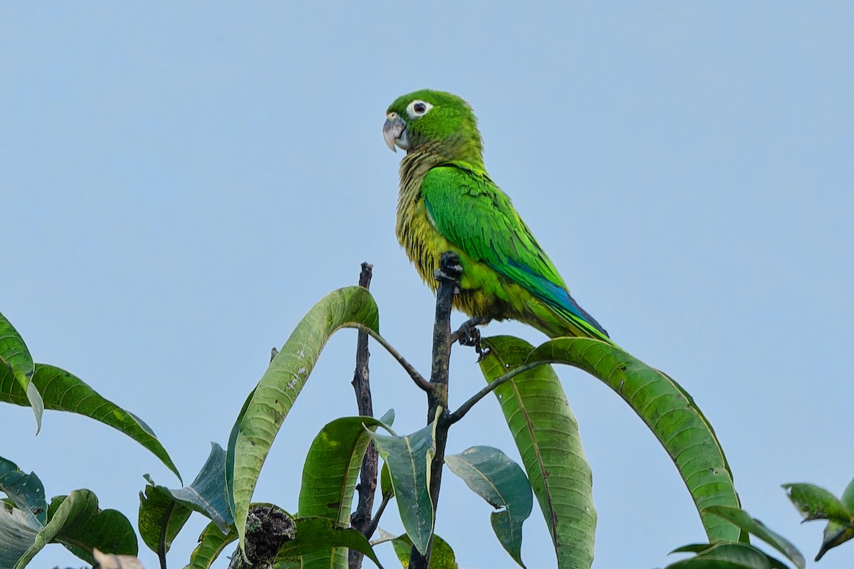 Olive-throated Parakeet - ML615218483