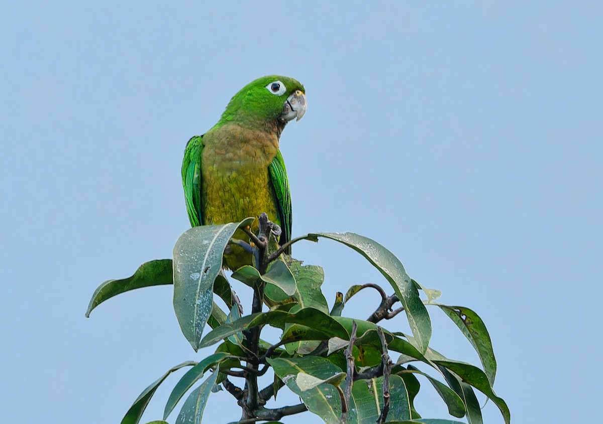Olive-throated Parakeet - ML615218484