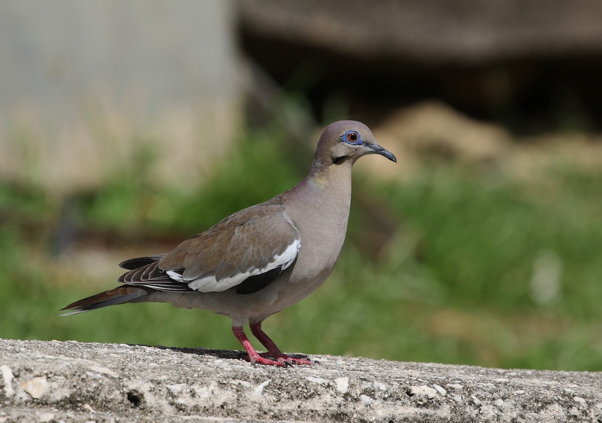 White-winged Dove - ML615218504