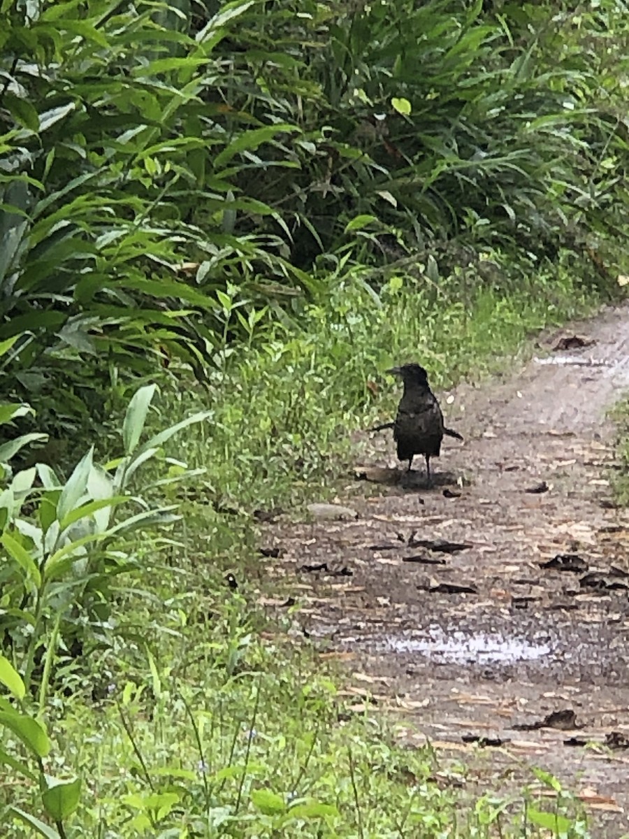 Banded Ground-Cuckoo - ML615218523