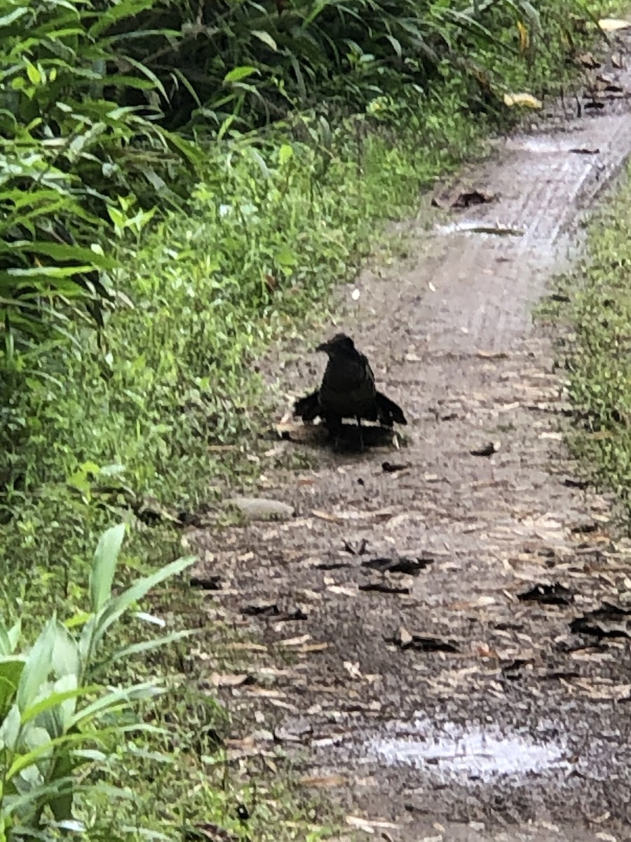 Banded Ground-Cuckoo - ML615218524