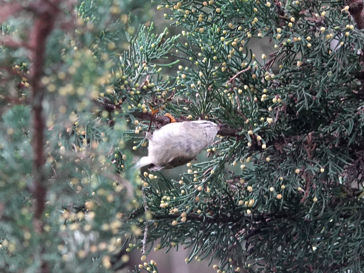 Golden-crowned Kinglet - ML615218544