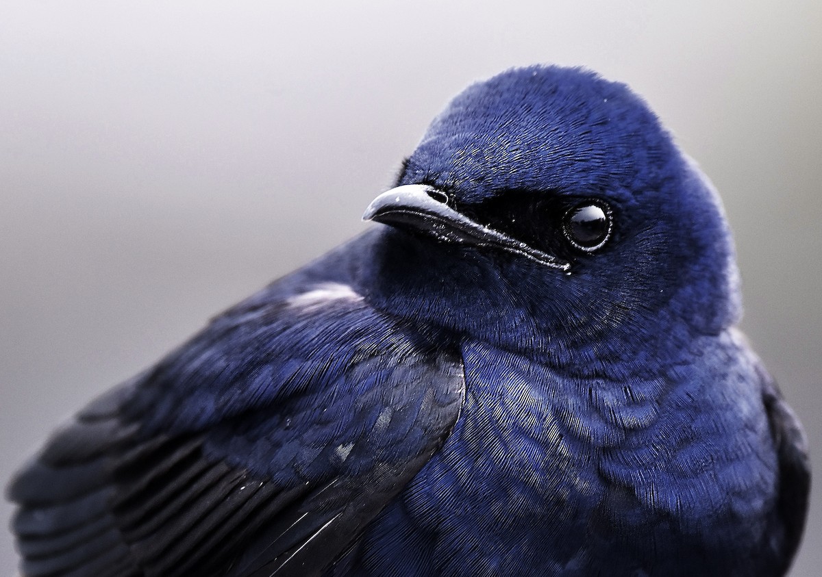 Purple Martin - Eva Bottelli