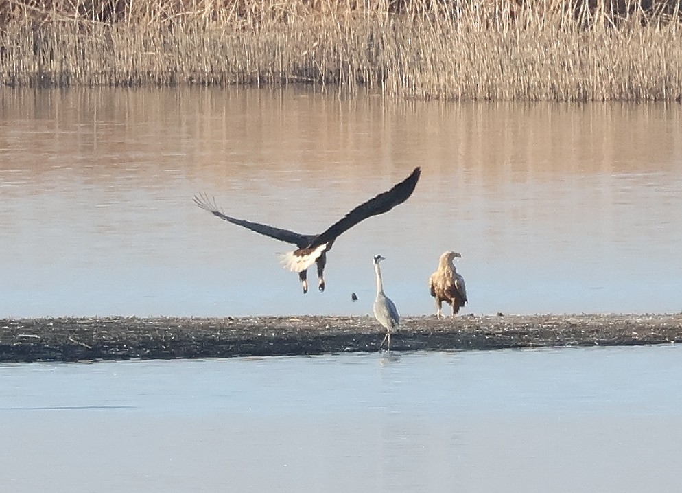 White-tailed Eagle - ML615218611