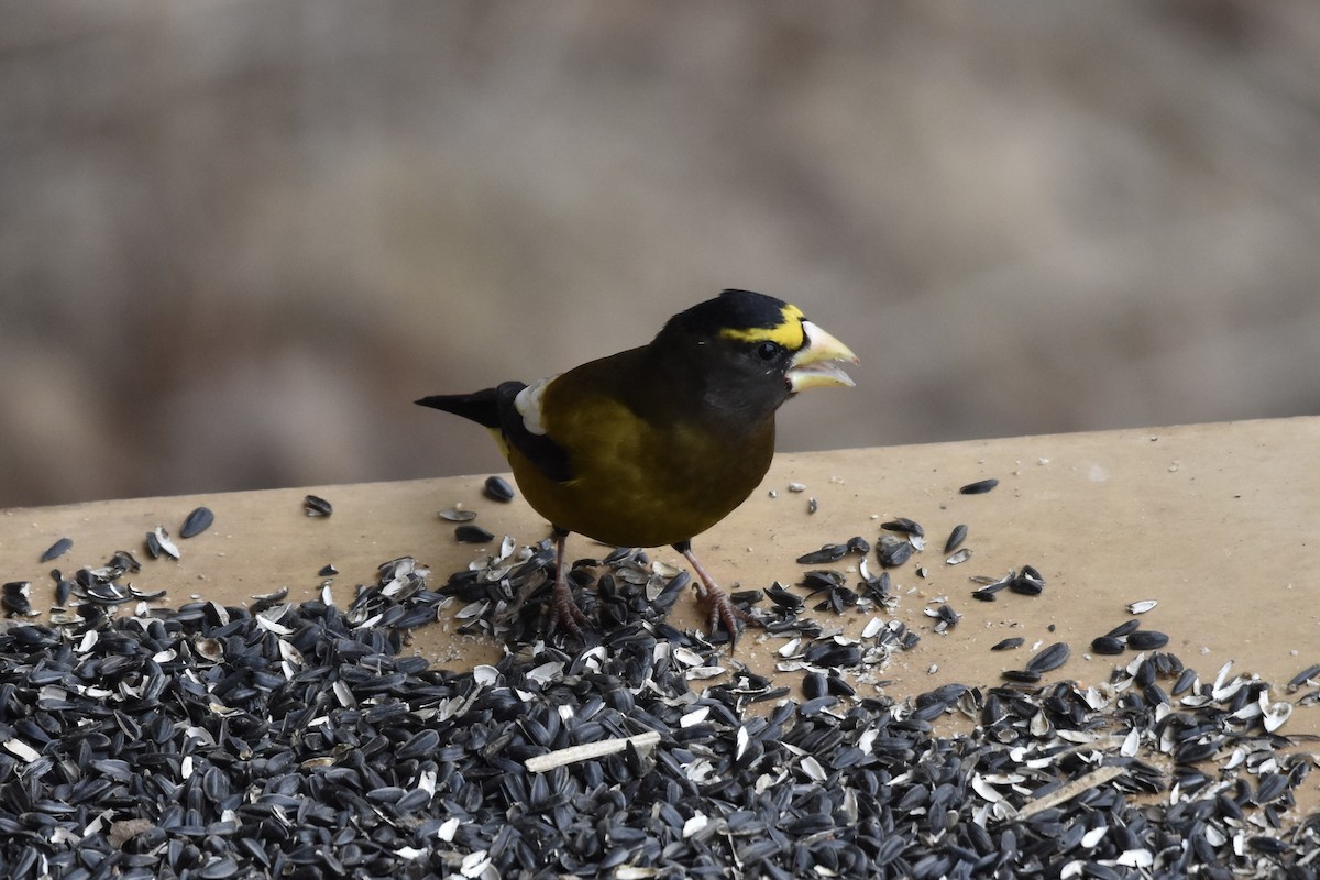 Evening Grosbeak - Kevin Gevaert
