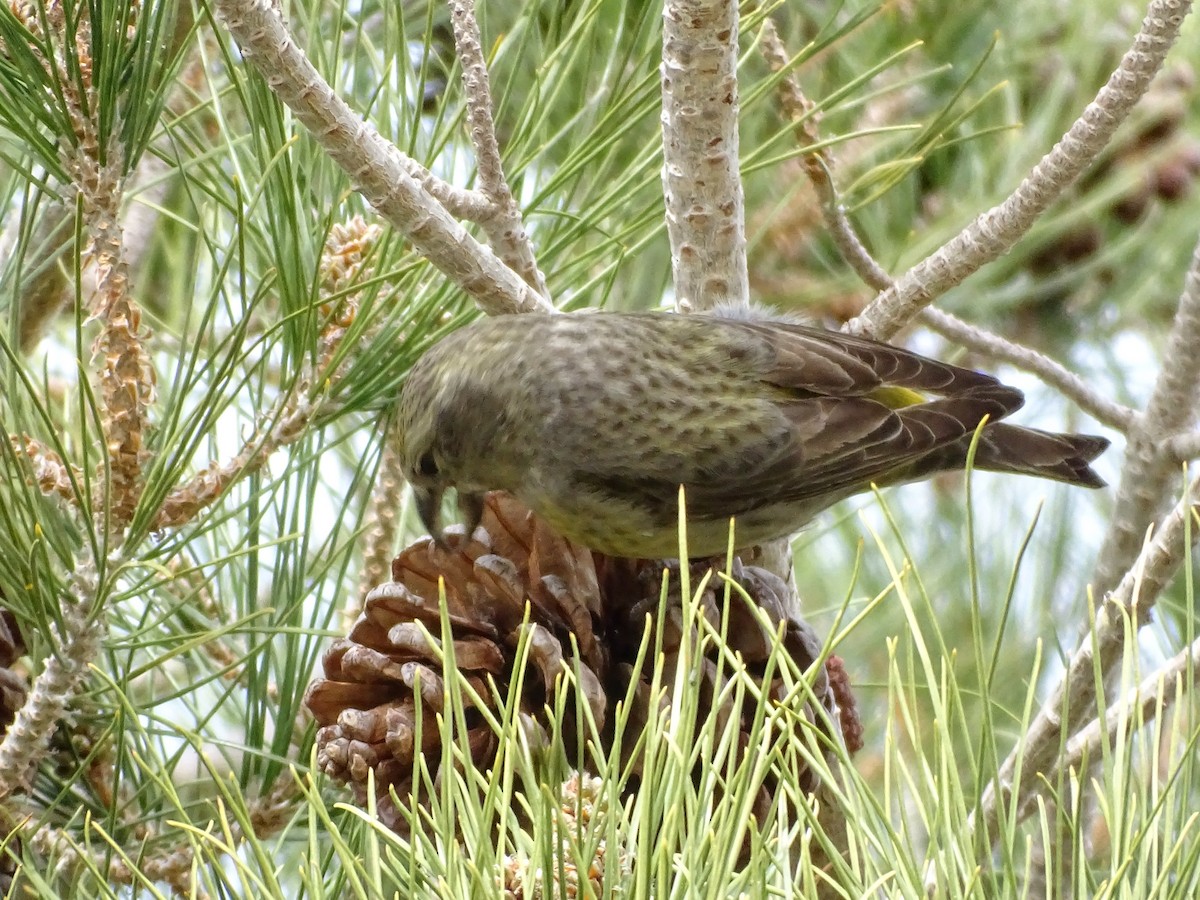 Bec-croisé des sapins - ML615218723