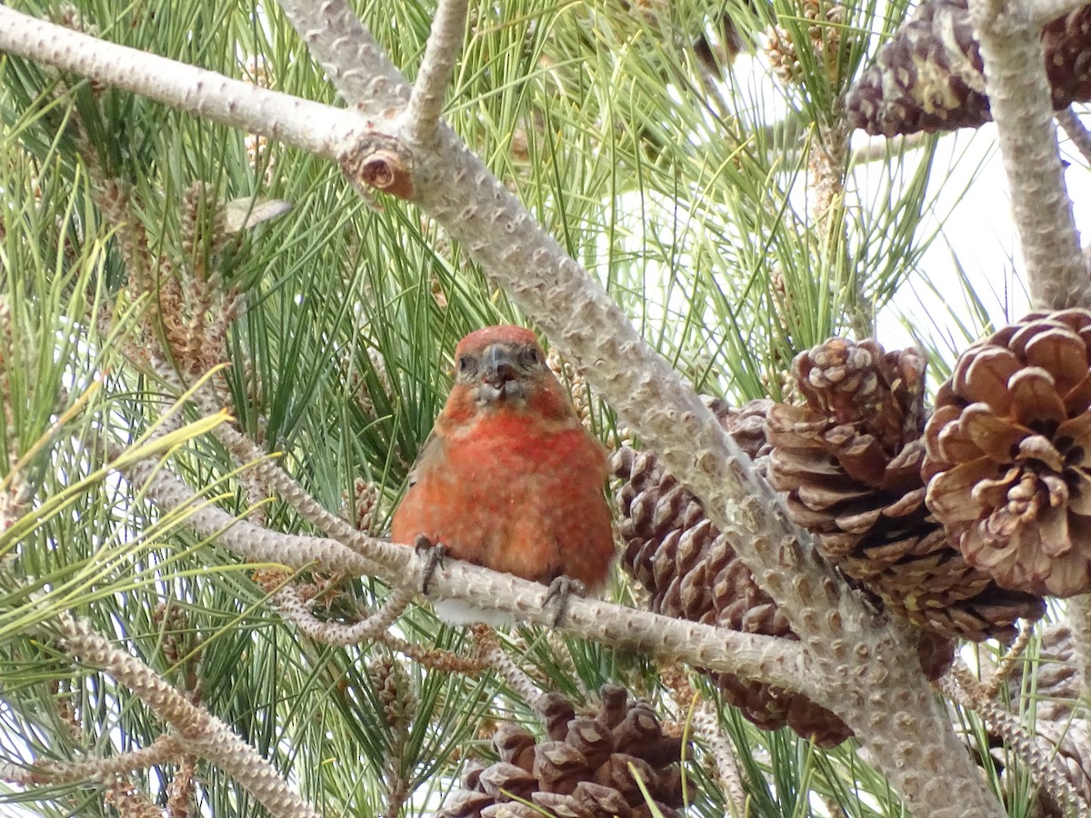 Red Crossbill - ML615218731