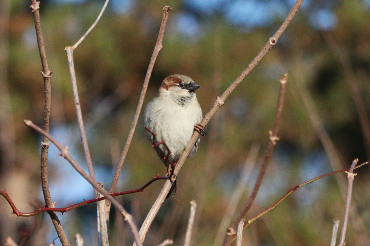 Moineau domestique - ML615218767