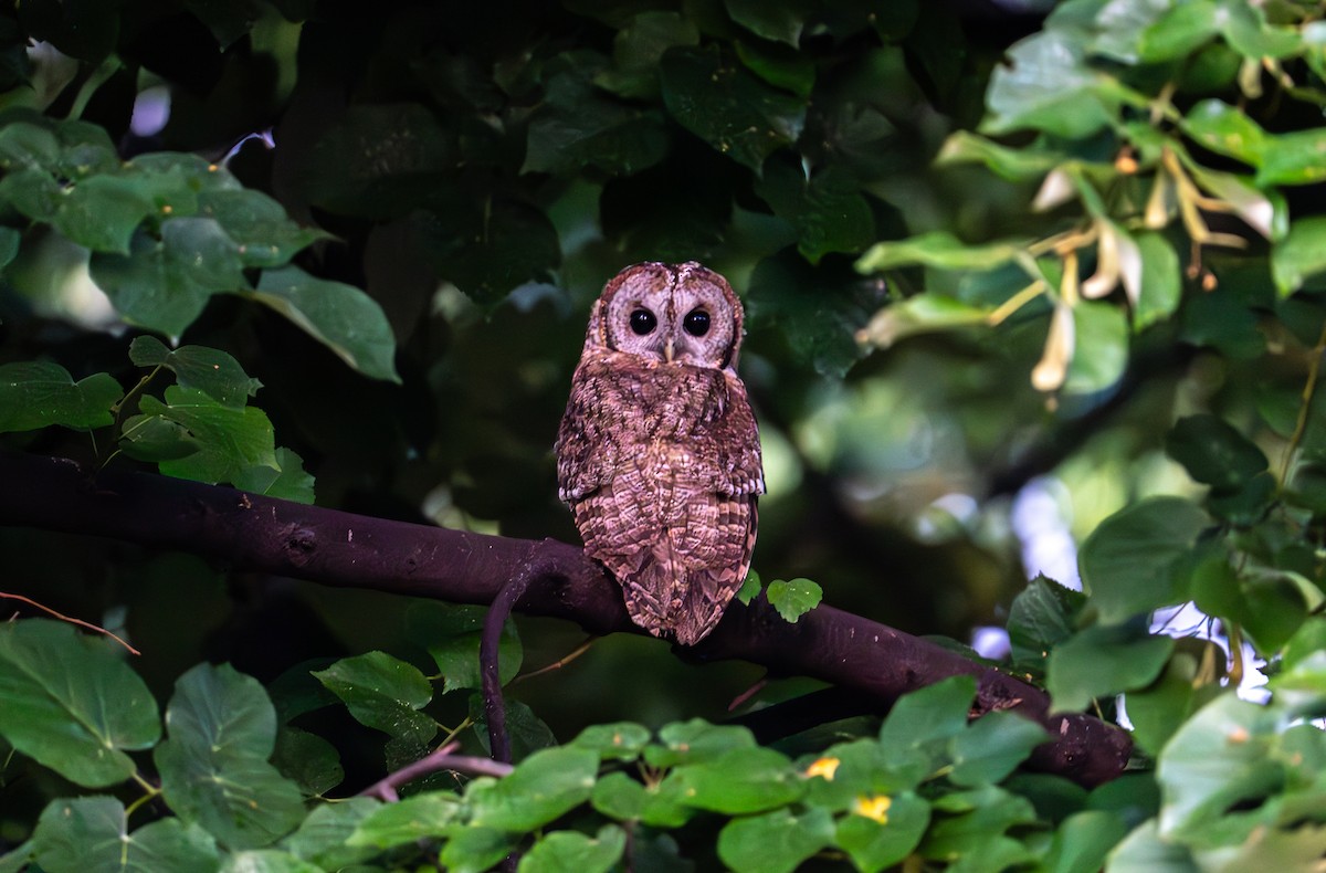 Tawny Owl - ML615218831