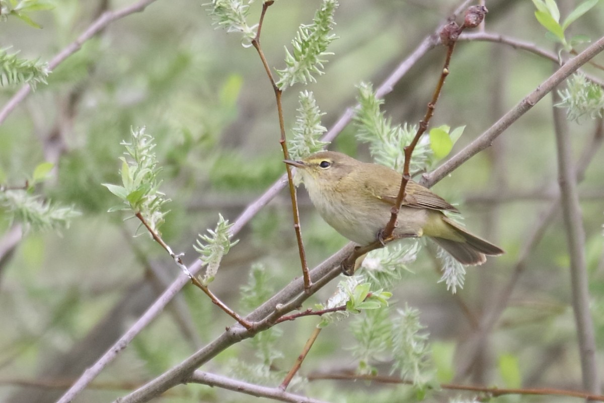 Iberian Chiffchaff - António Gonçalves