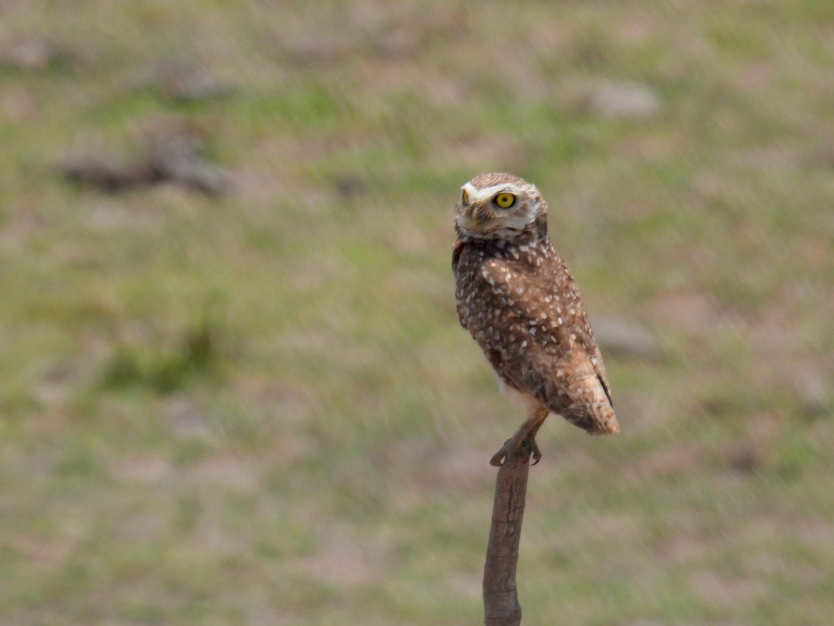 Burrowing Owl (grallaria) - ML615218880