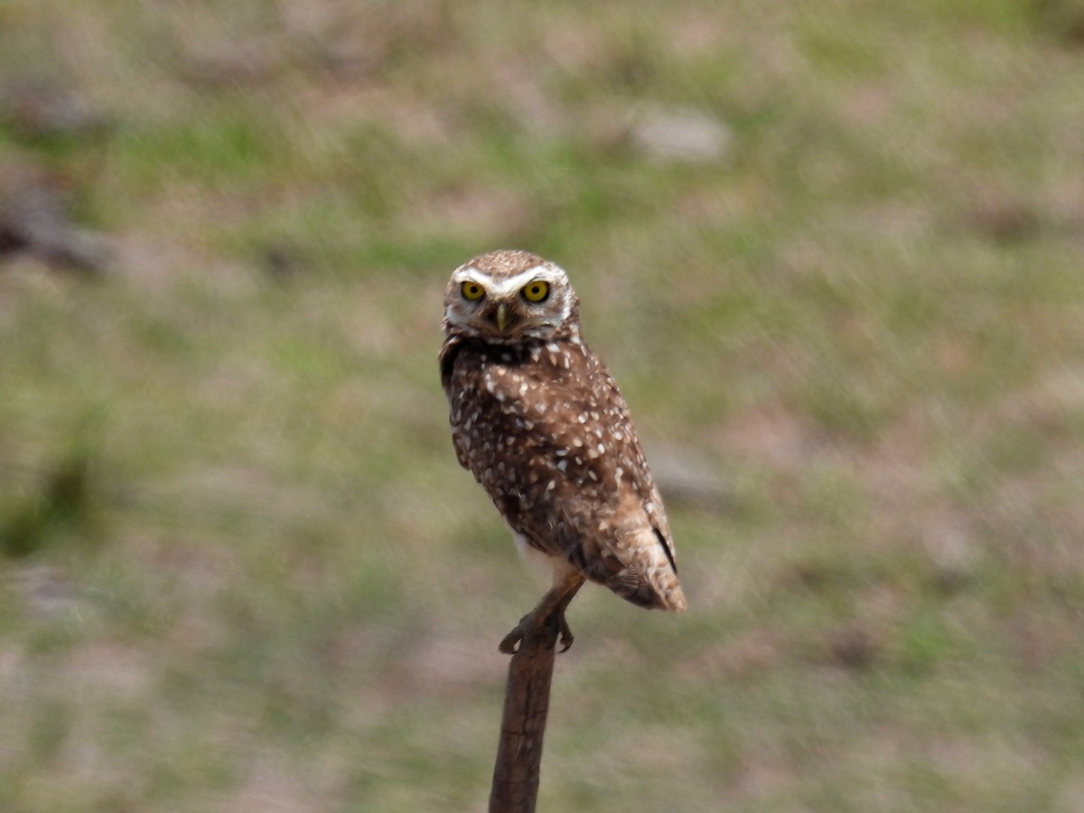 Burrowing Owl (grallaria) - ML615218881