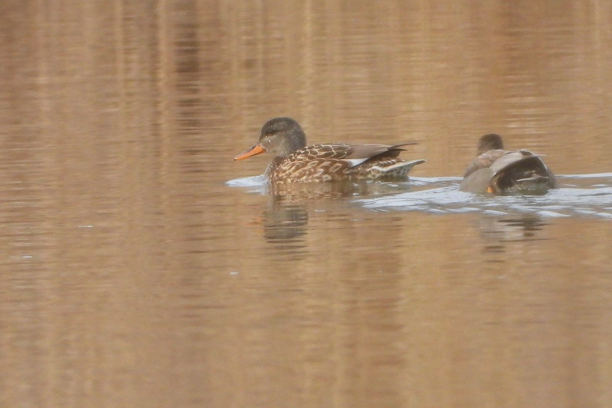 Бор нугас - ML615218882