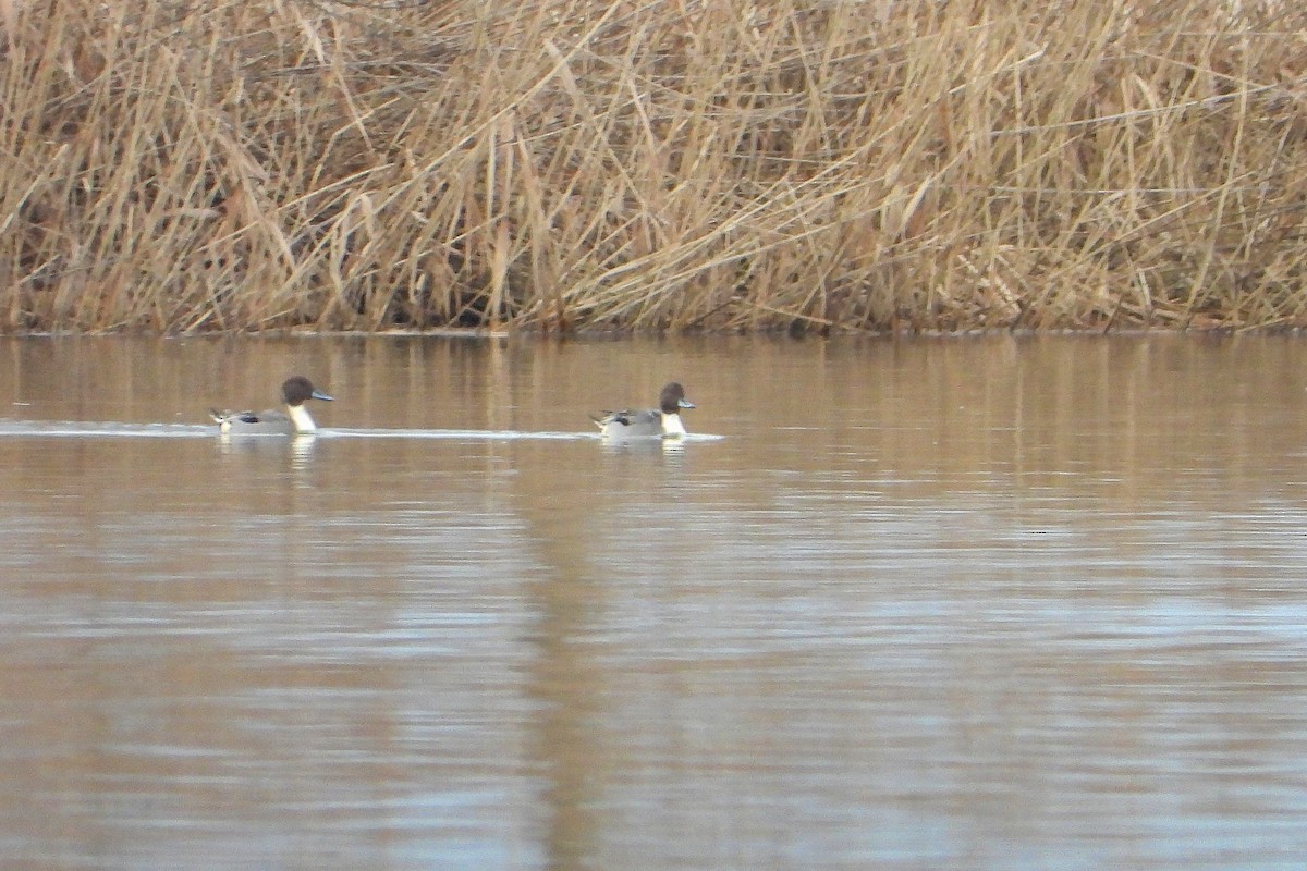 Шовтгор алаг нугас - ML615218896