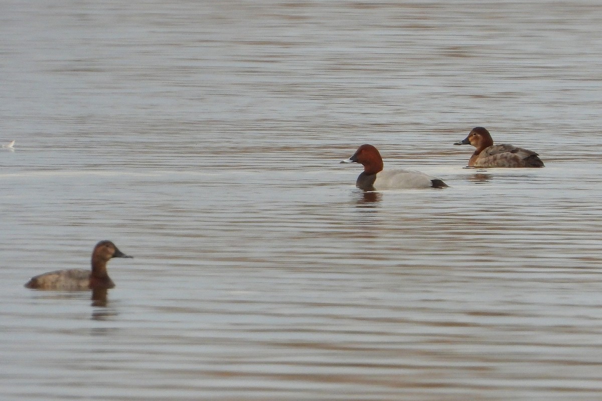 Улаан хүзүүт шумбуур - ML615218904