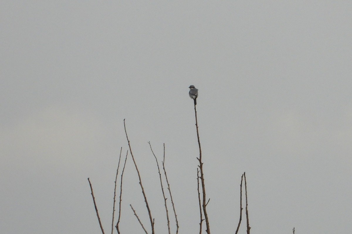 Үнсэн дунхай - ML615218930